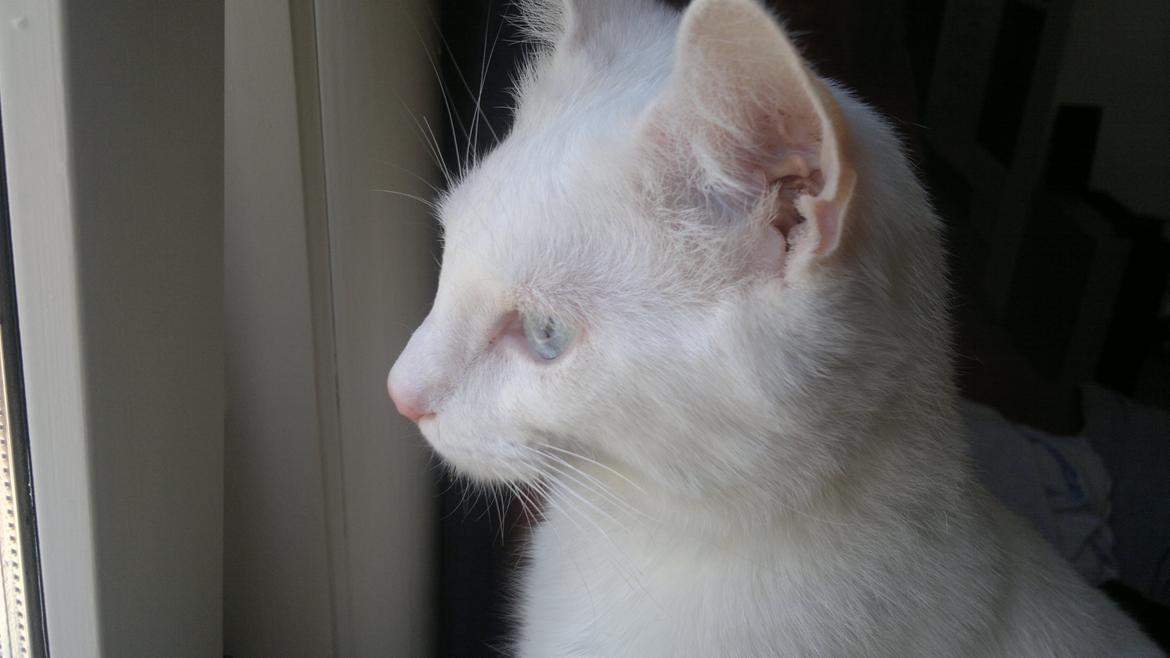 Huskat Nitro billede 9