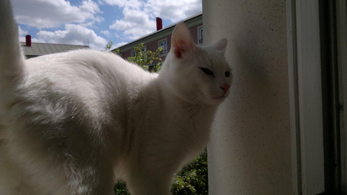 Huskat Nitro billede 10