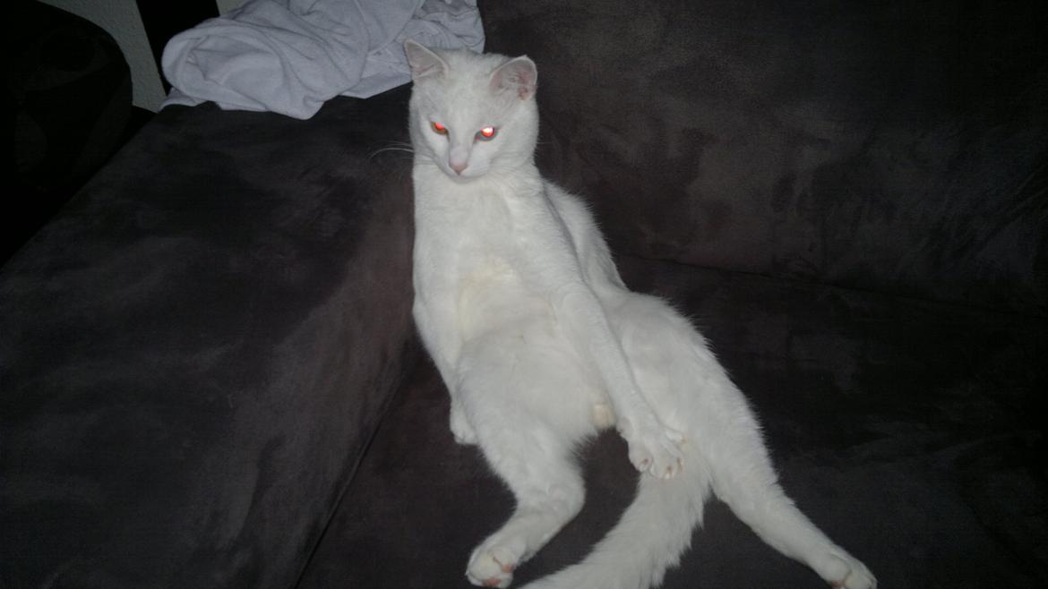 Huskat Nitro billede 12