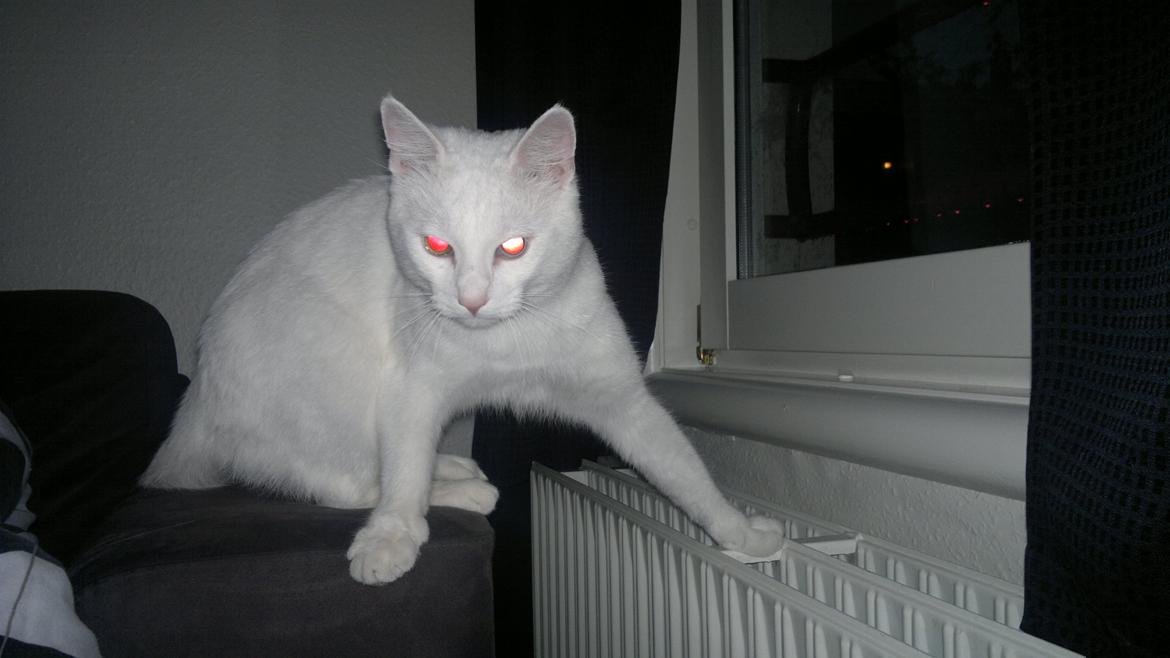 Huskat Nitro billede 14