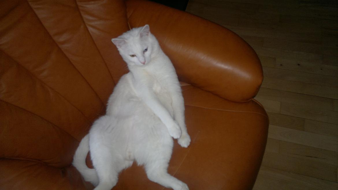 Huskat Nitro billede 17