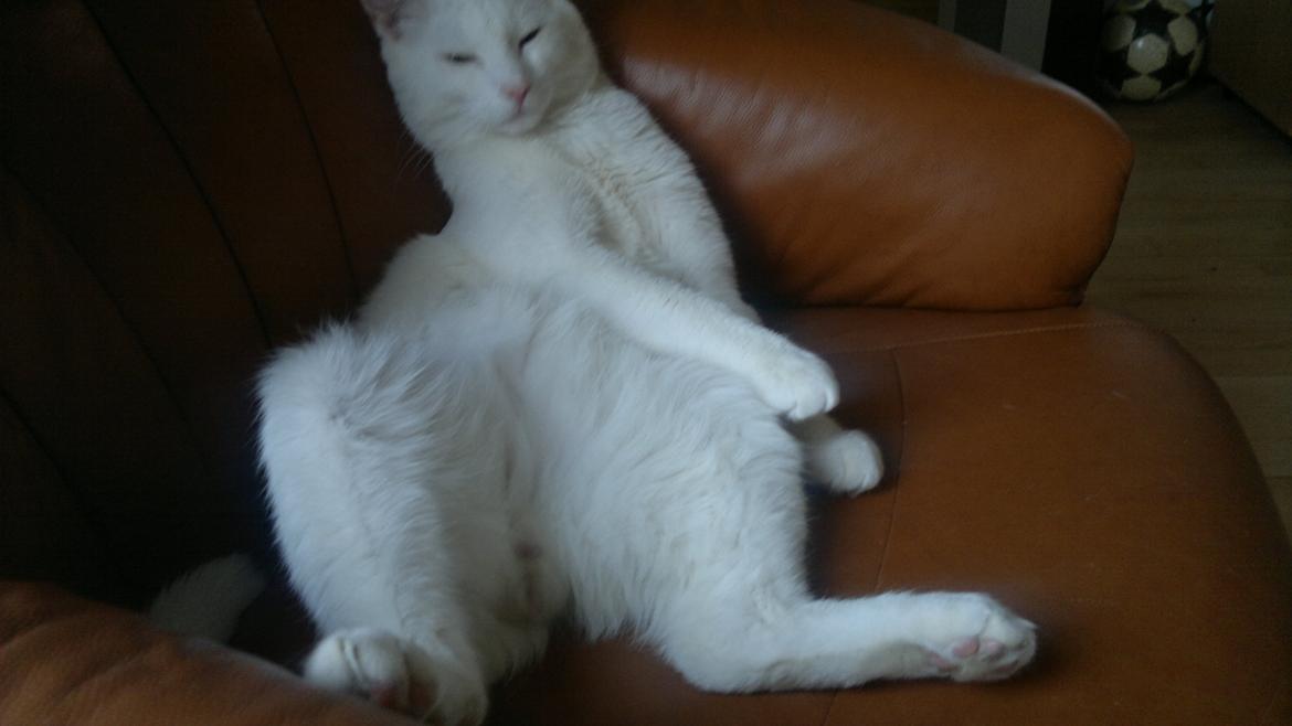 Huskat Nitro billede 19