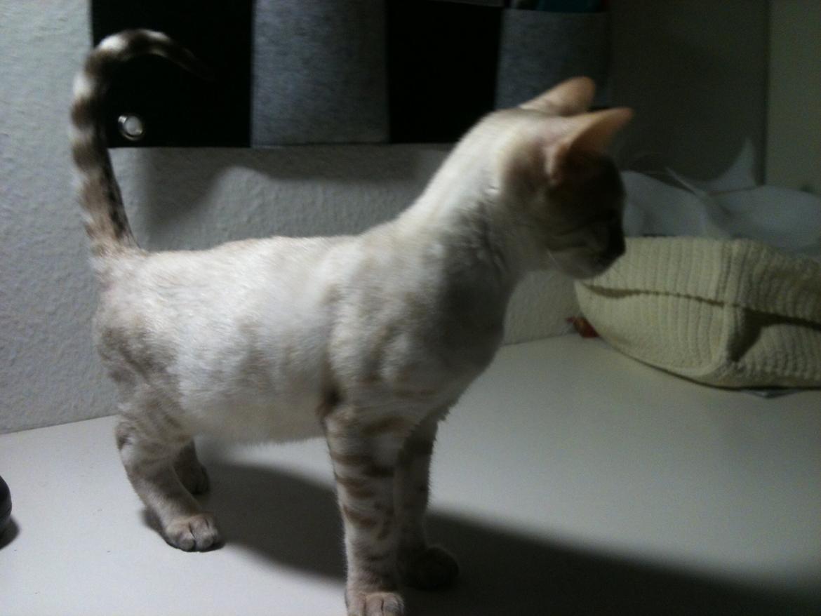 Bengal Kungsgarden Daybreak Over Kalahari billede 3