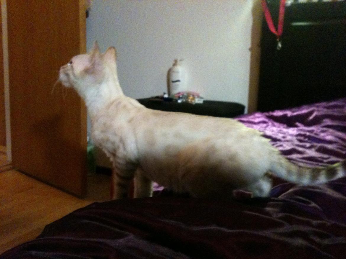 Bengal Kungsgarden Daybreak Over Kalahari billede 4