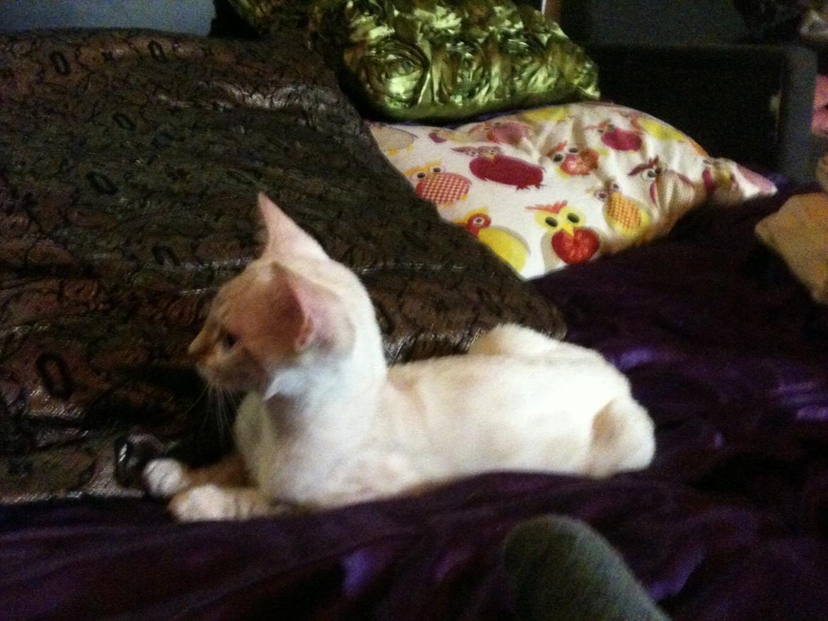 Bengal Kungsgarden Daybreak Over Kalahari billede 5