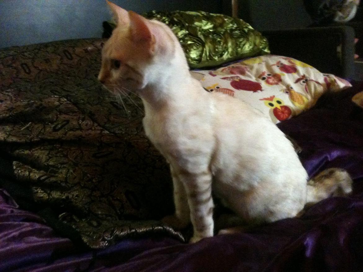 Bengal Kungsgarden Daybreak Over Kalahari billede 7