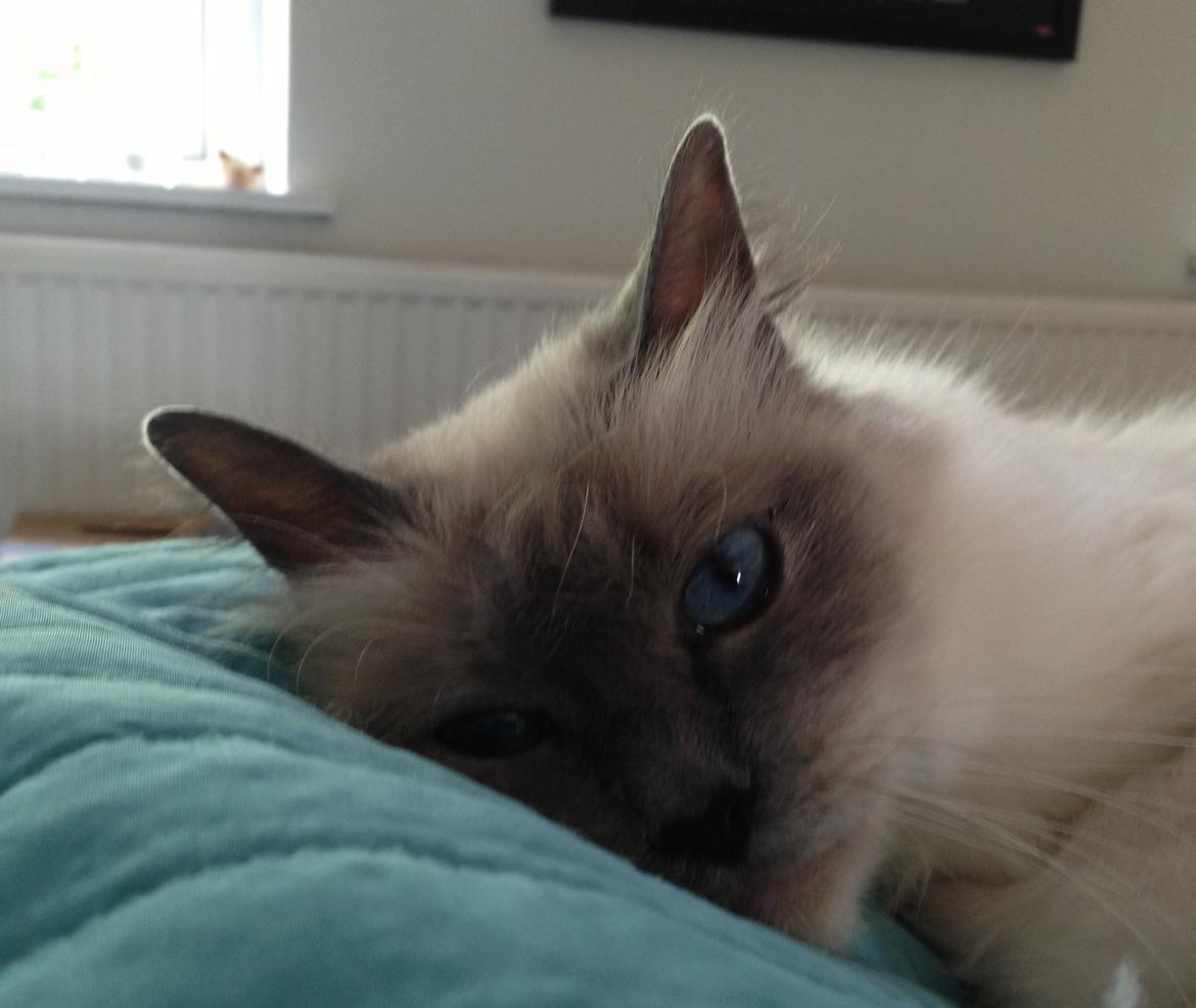 Hellig Birma Nala (Shengo Sugar Baby) billede 22