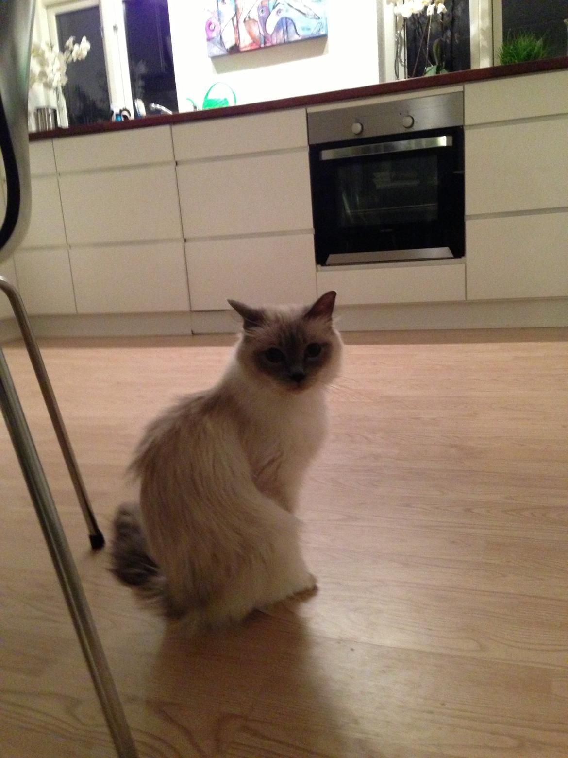 Hellig Birma Nala (Shengo Sugar Baby) billede 23