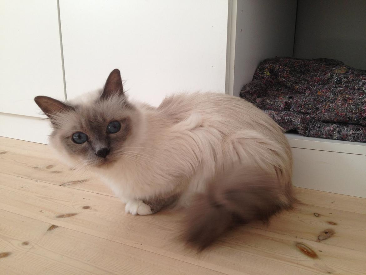 Hellig Birma Nala (Shengo Sugar Baby) billede 24