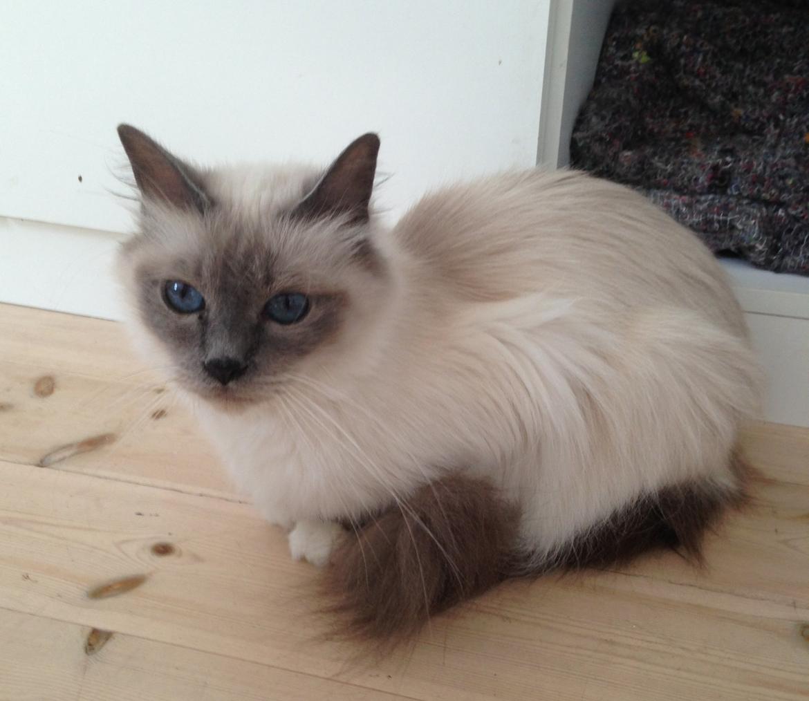 Hellig Birma Nala (Shengo Sugar Baby) billede 25