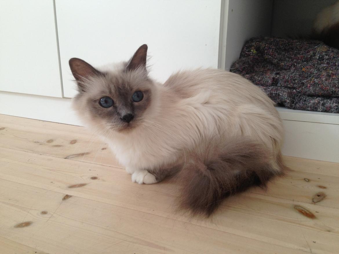 Hellig Birma Nala (Shengo Sugar Baby) billede 26