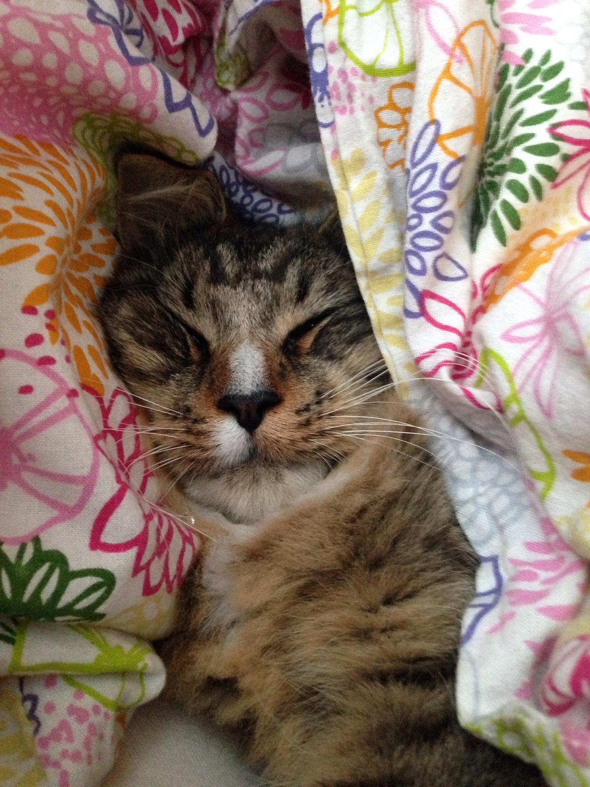 Maine Coon Vuk billede 21