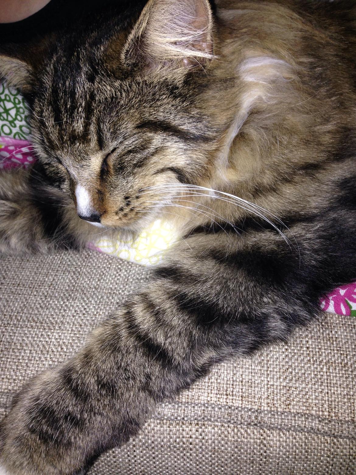 Maine Coon Vuk billede 22