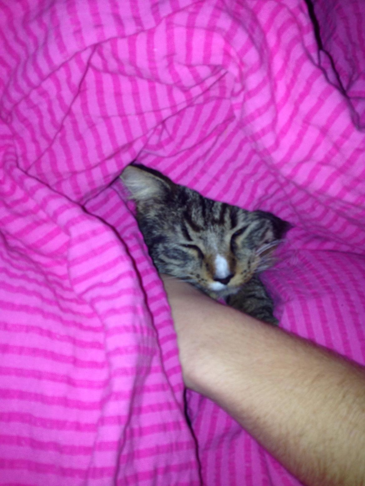 Maine Coon Vuk billede 23