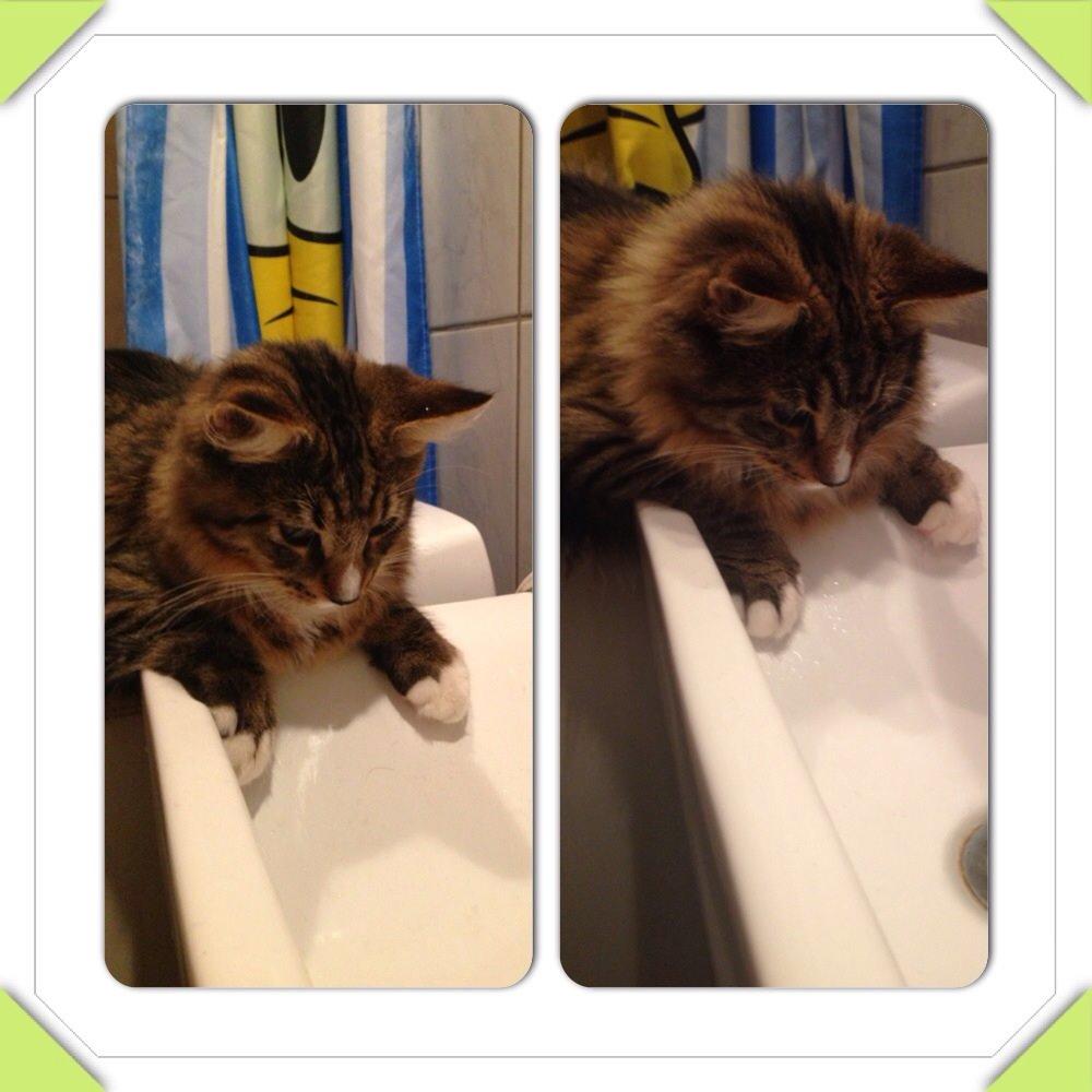 Maine Coon Vuk billede 24