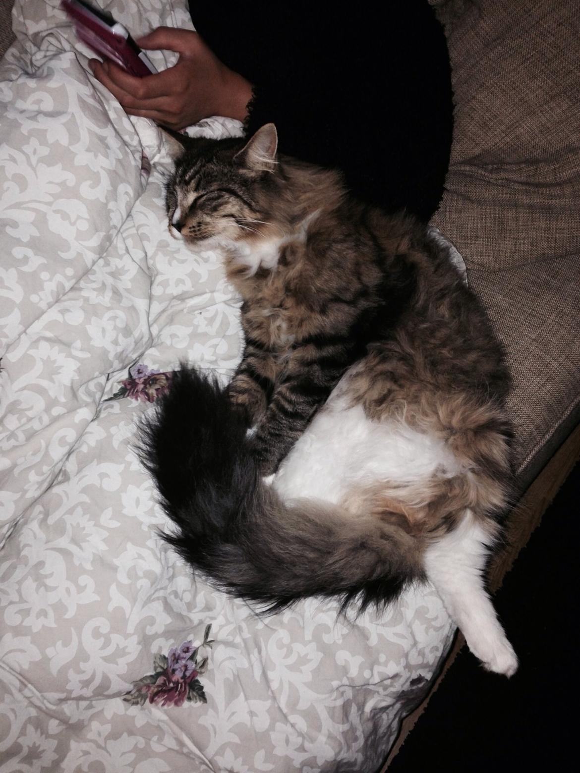 Maine Coon Vuk billede 25