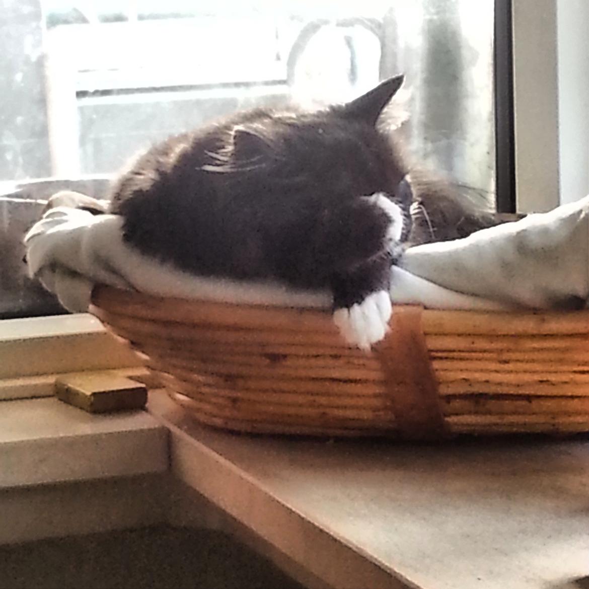 Blanding af racer Pjevs - Øv det er alt for tidligt /:  billede 17