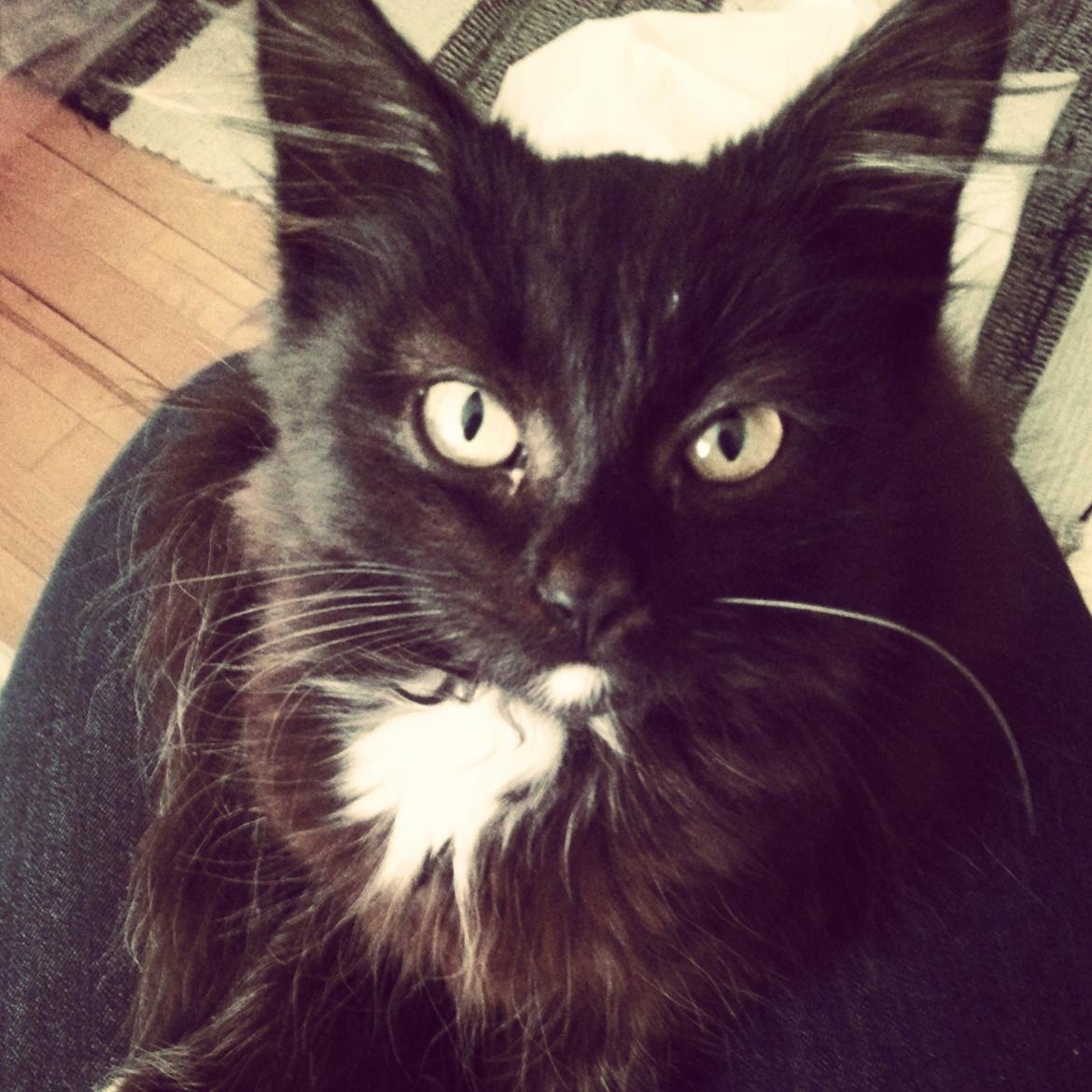 Blanding af racer Pjevs - Møg'mis <3 billede 21