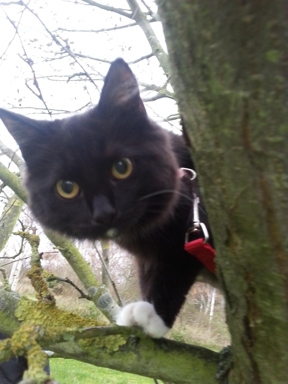 Blanding af racer Pjevs - Sommerhus nov. 2013 billede 23