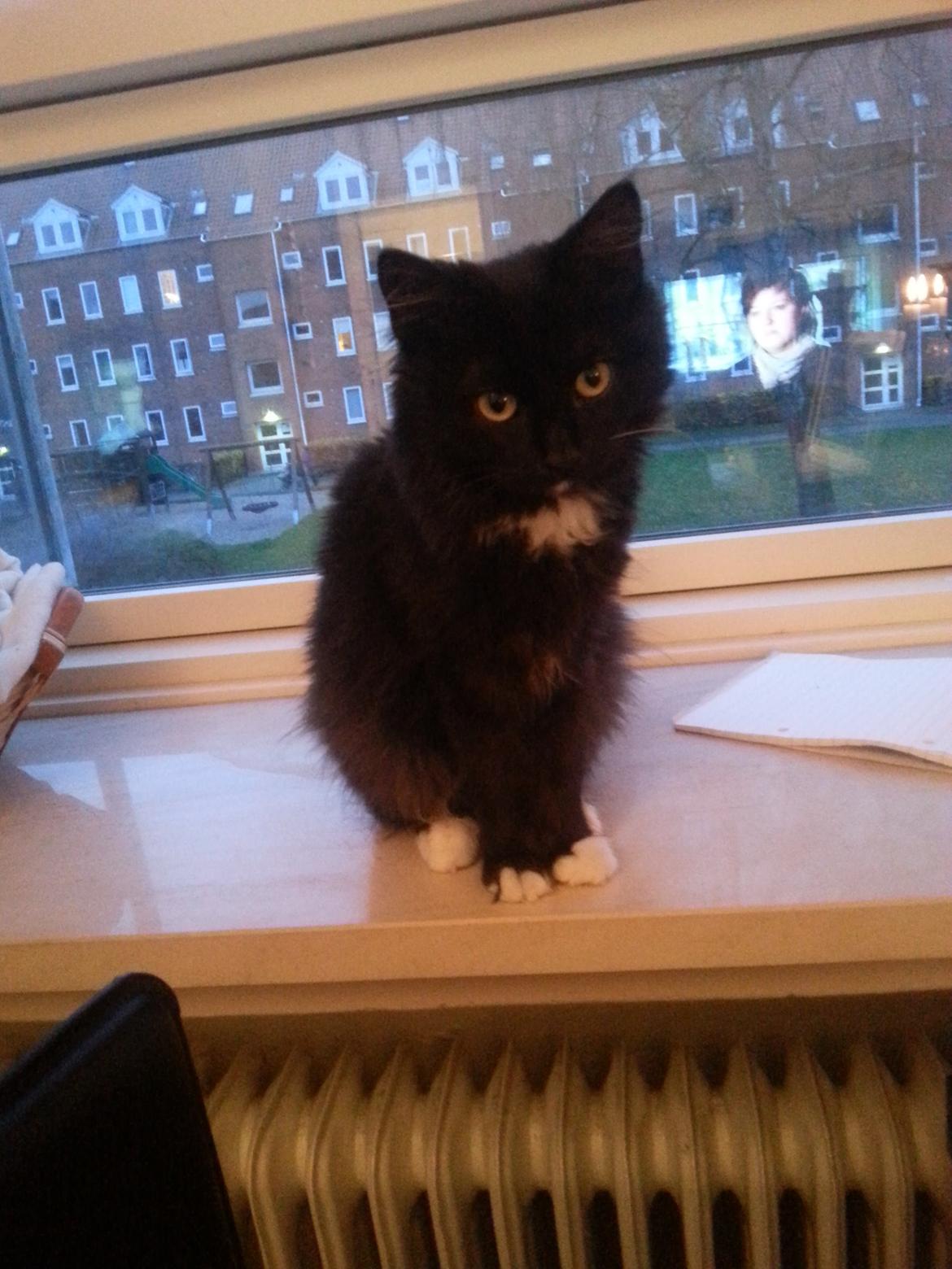 Blanding af racer Pjevs billede 22