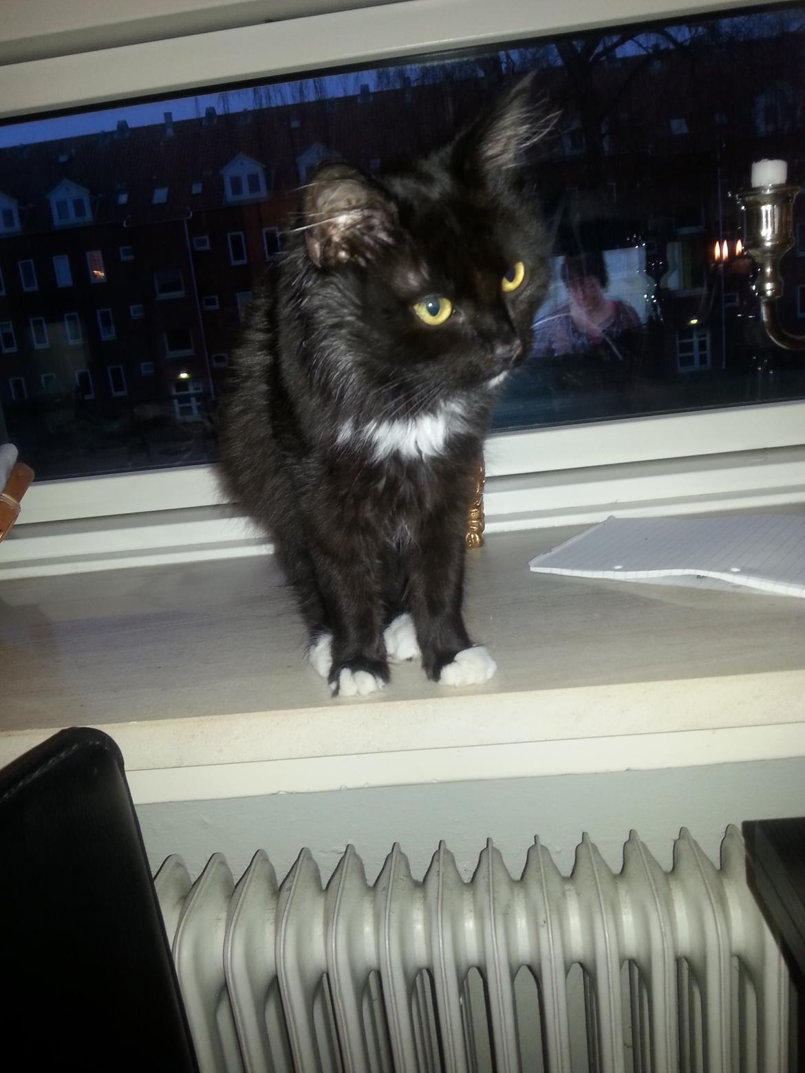 Blanding af racer Pjevs billede 24