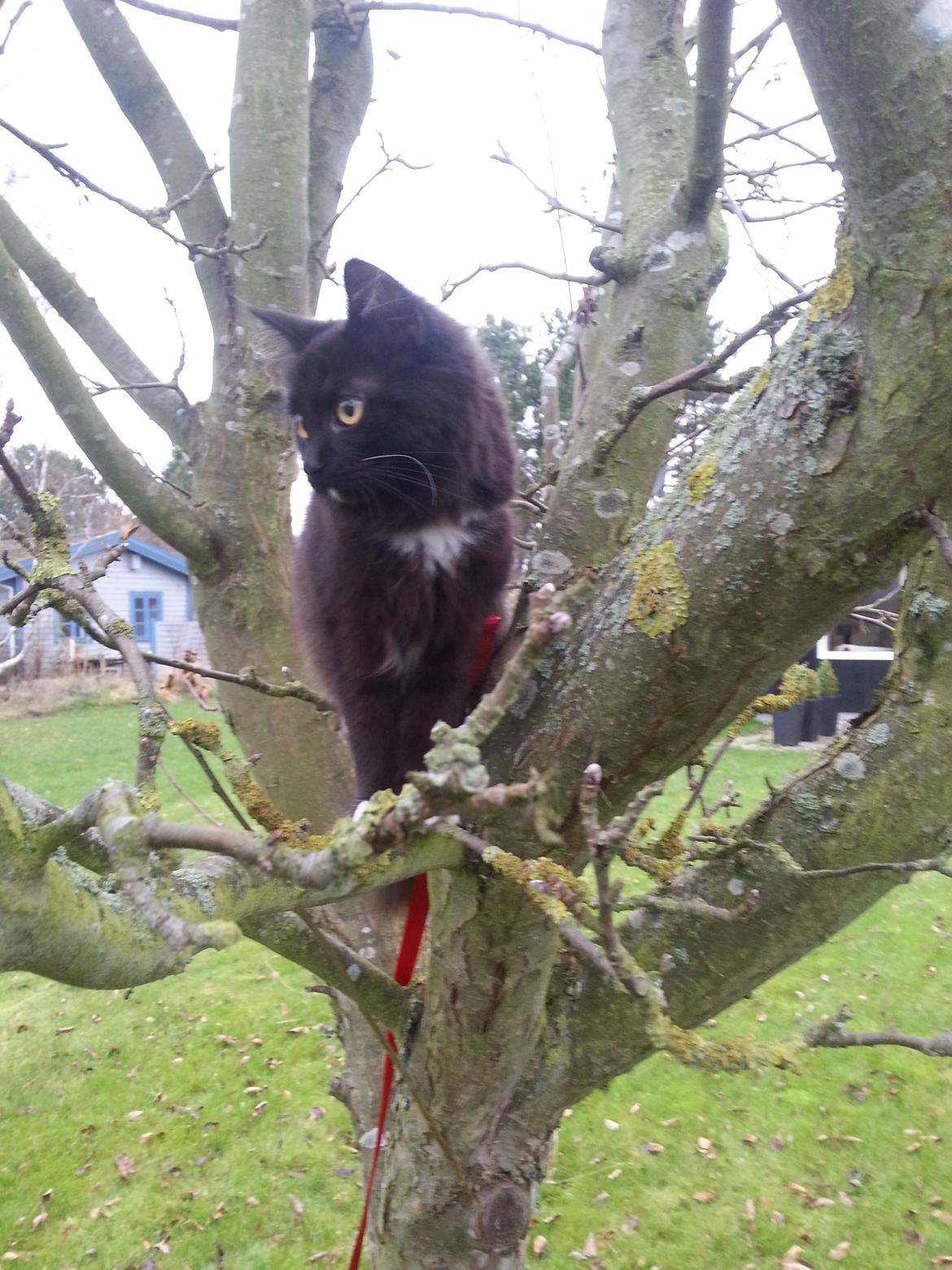 Blanding af racer Pjevs - Sommerhus nov. 2013 billede 25