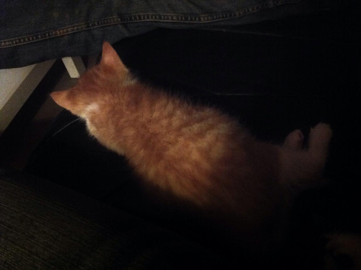 Huskat Sofus billede 7