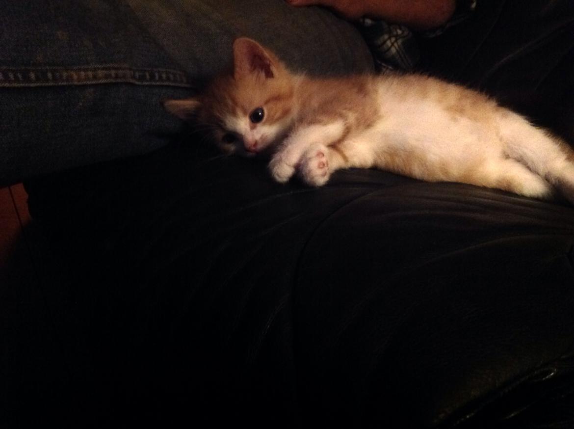 Huskat Sofus billede 8