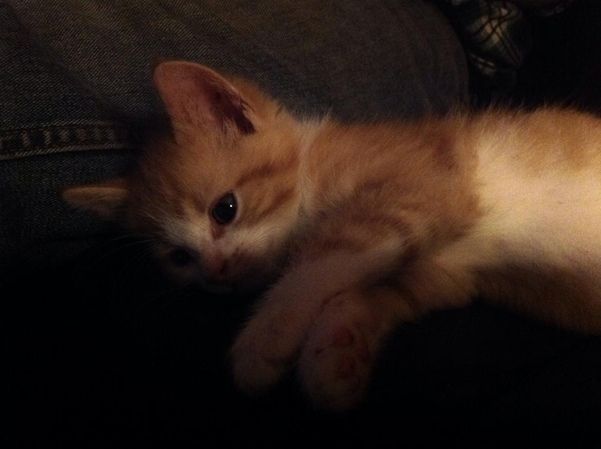 Huskat Sofus billede 9