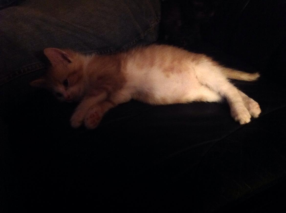 Huskat Sofus billede 10