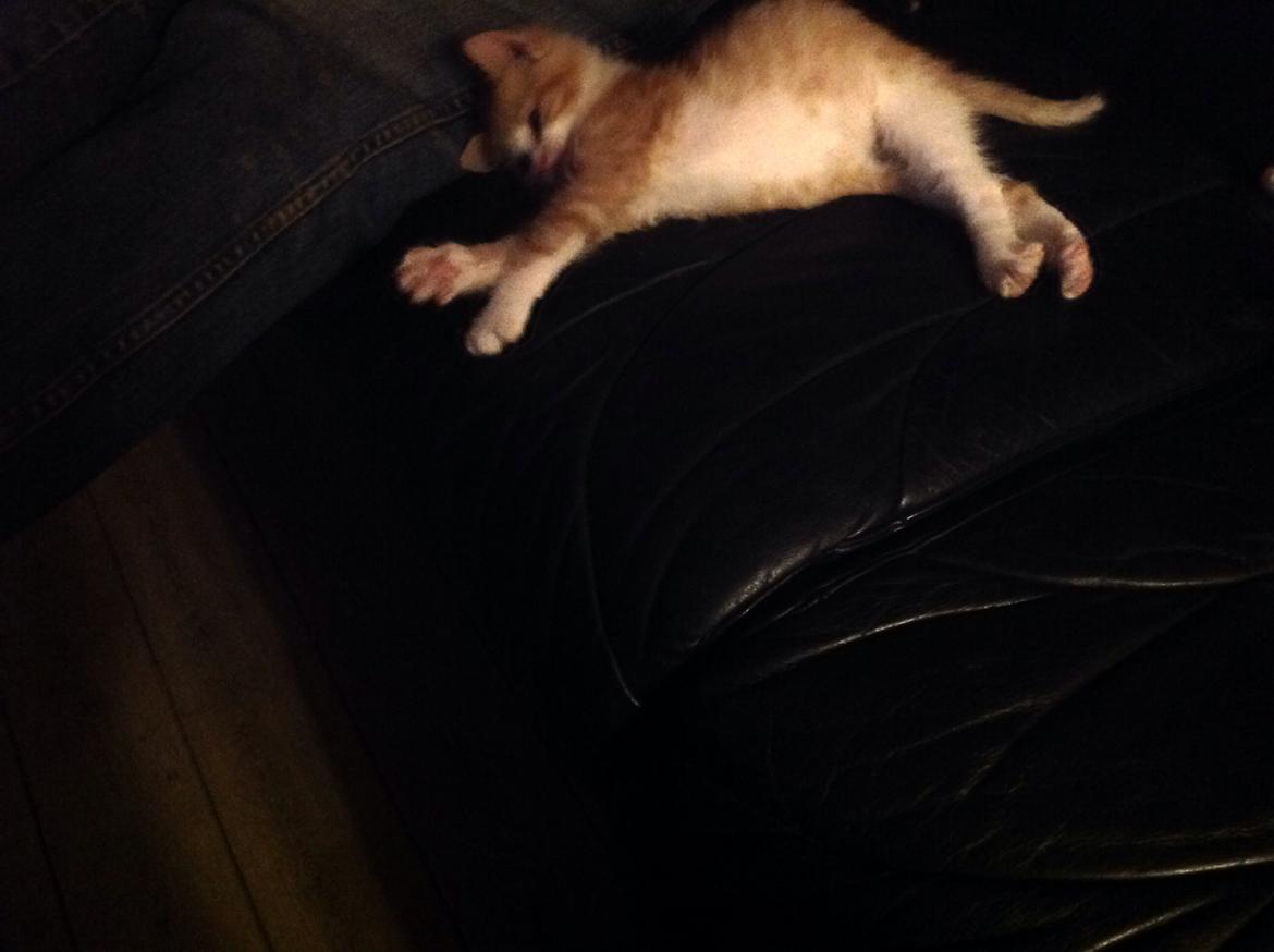 Huskat Sofus billede 11