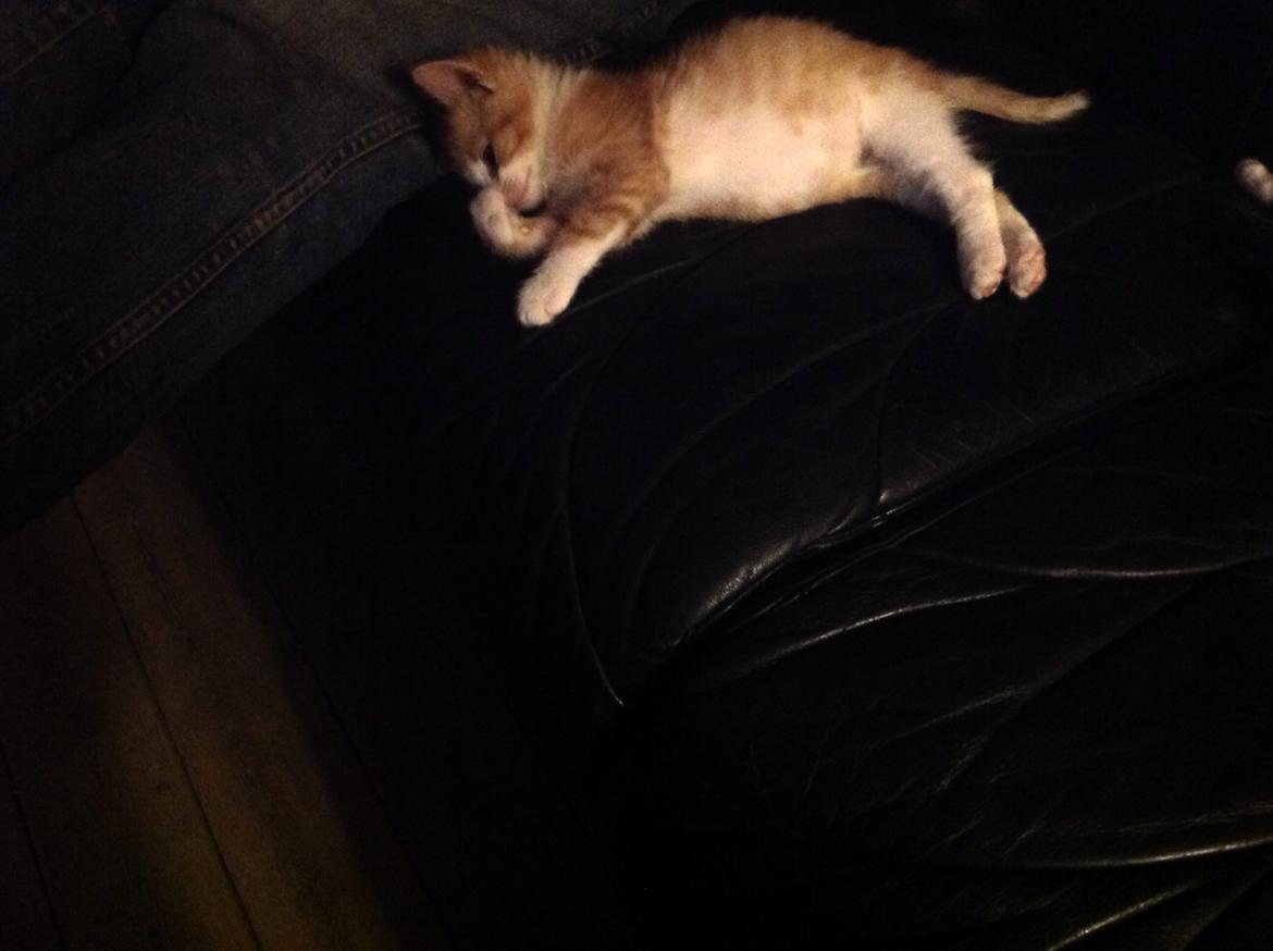 Huskat Sofus billede 12