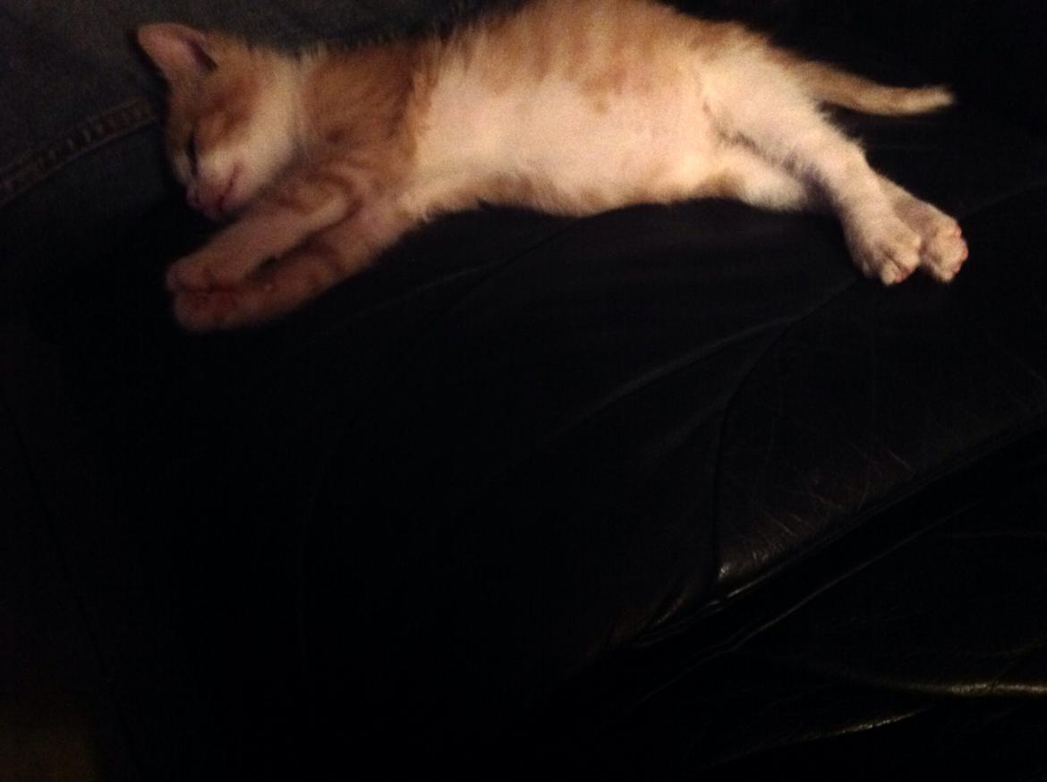 Huskat Sofus billede 13