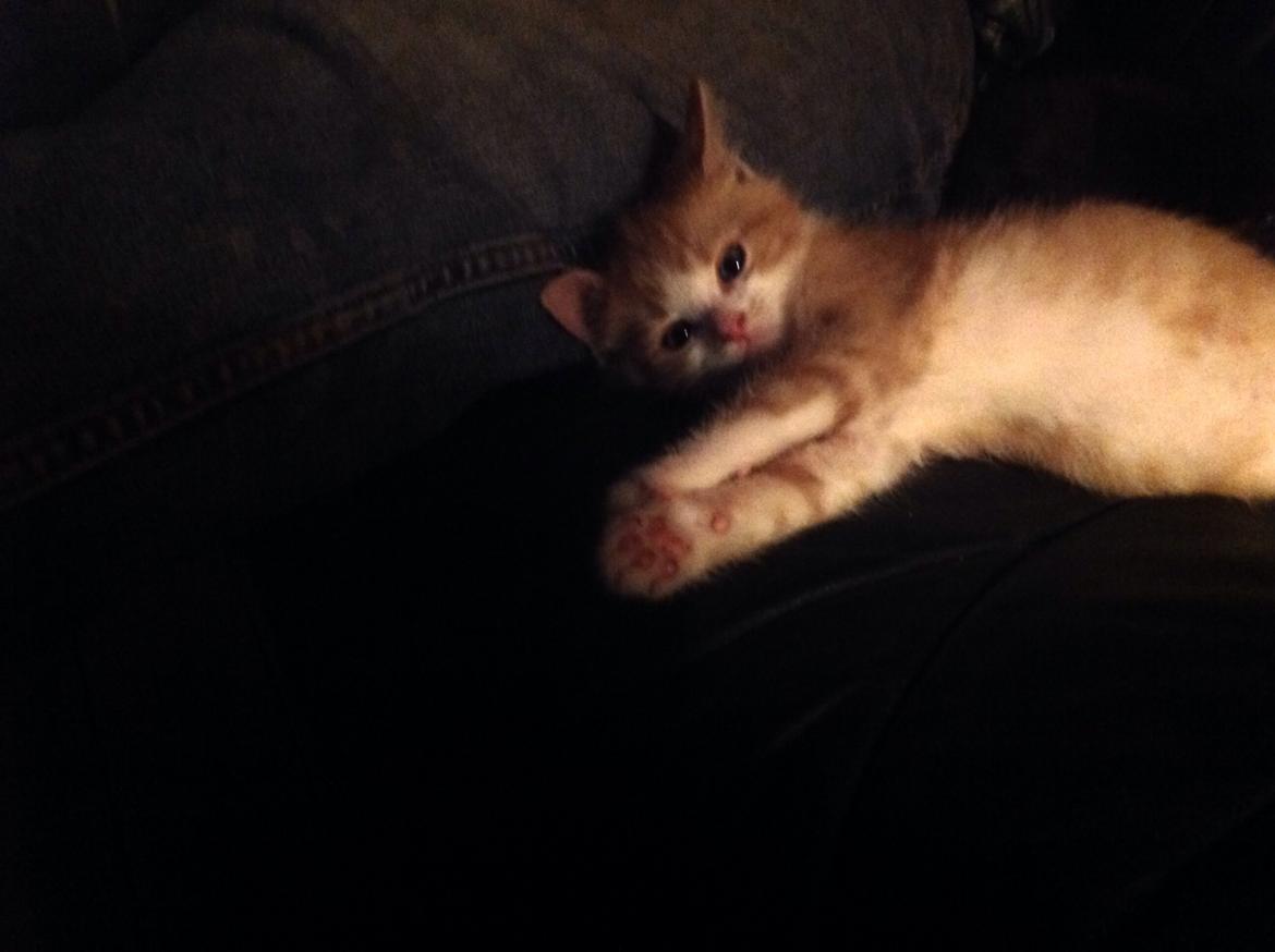 Huskat Sofus billede 14