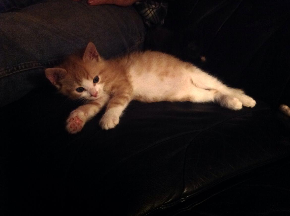 Huskat Sofus billede 15