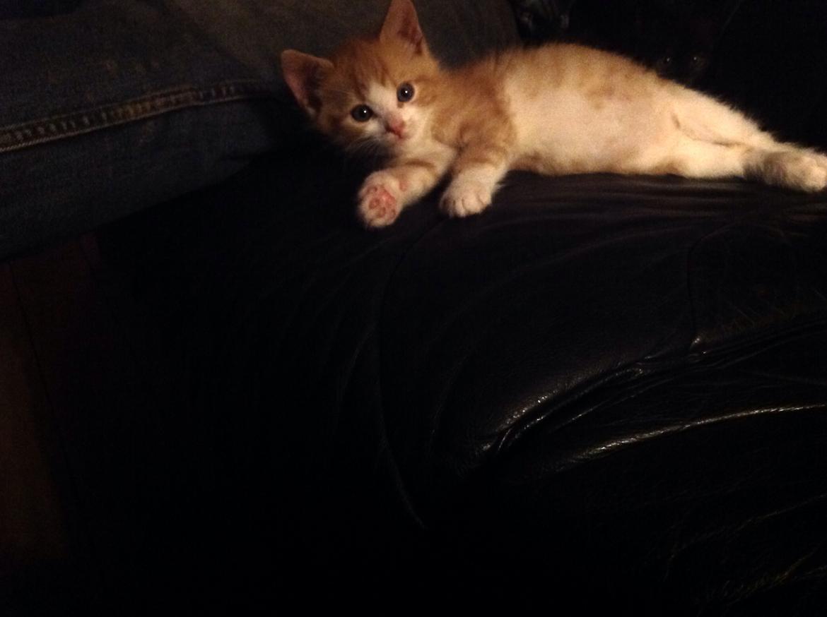 Huskat Sofus billede 16