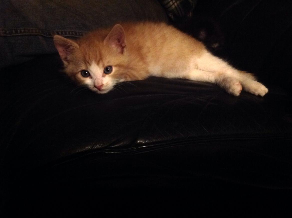 Huskat Sofus billede 17