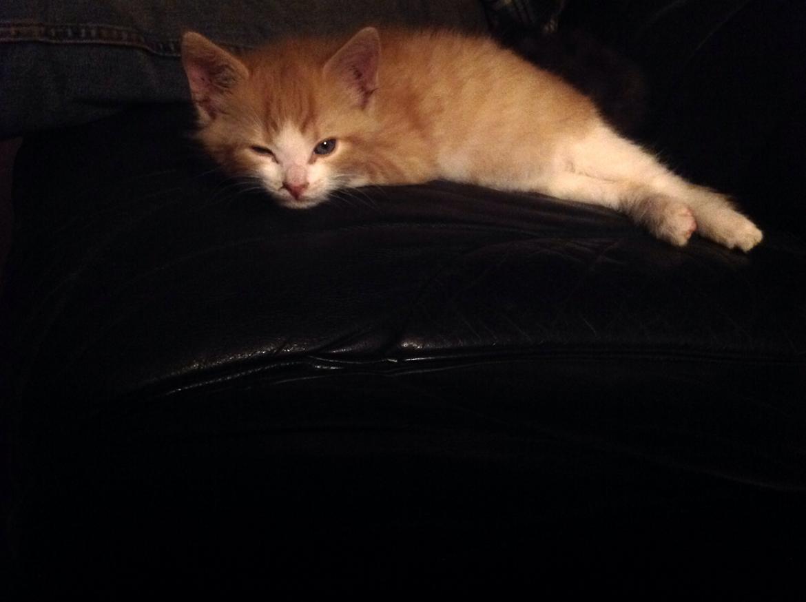 Huskat Sofus billede 18