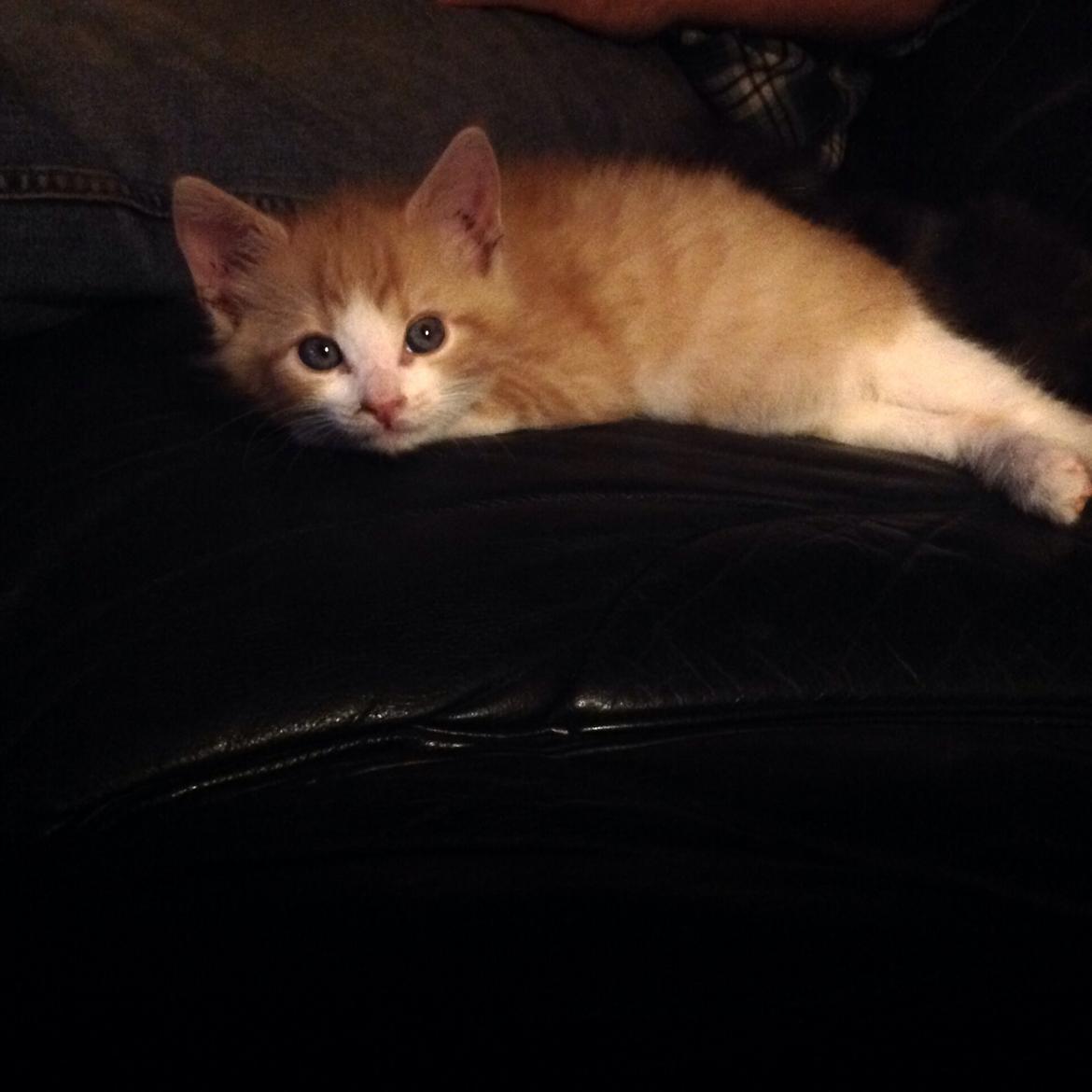 Huskat Sofus billede 19