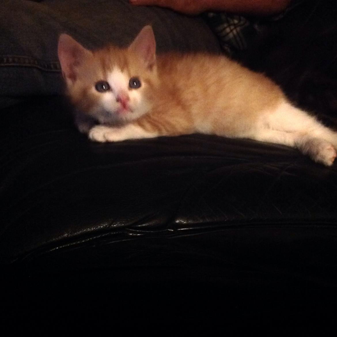 Huskat Sofus billede 20