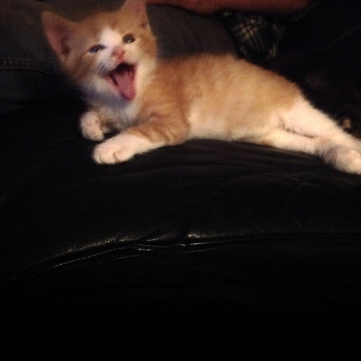 Huskat Sofus billede 21