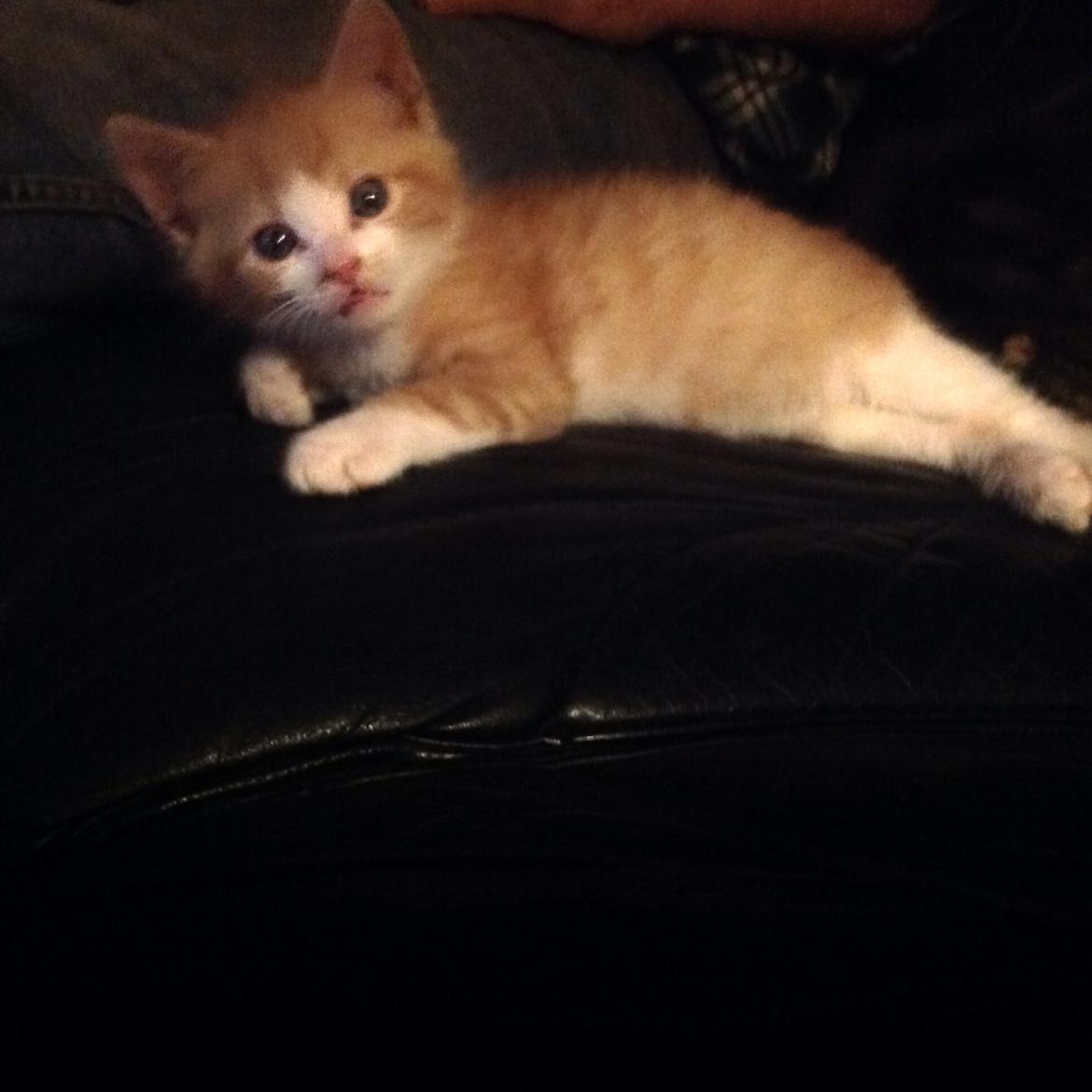 Huskat Sofus billede 22