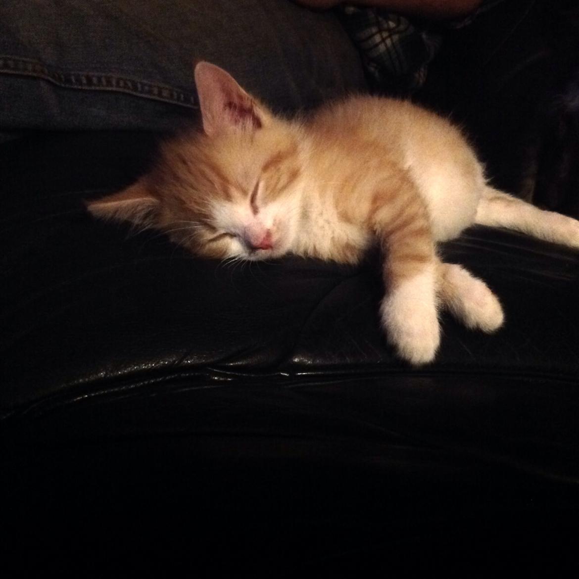 Huskat Sofus billede 23