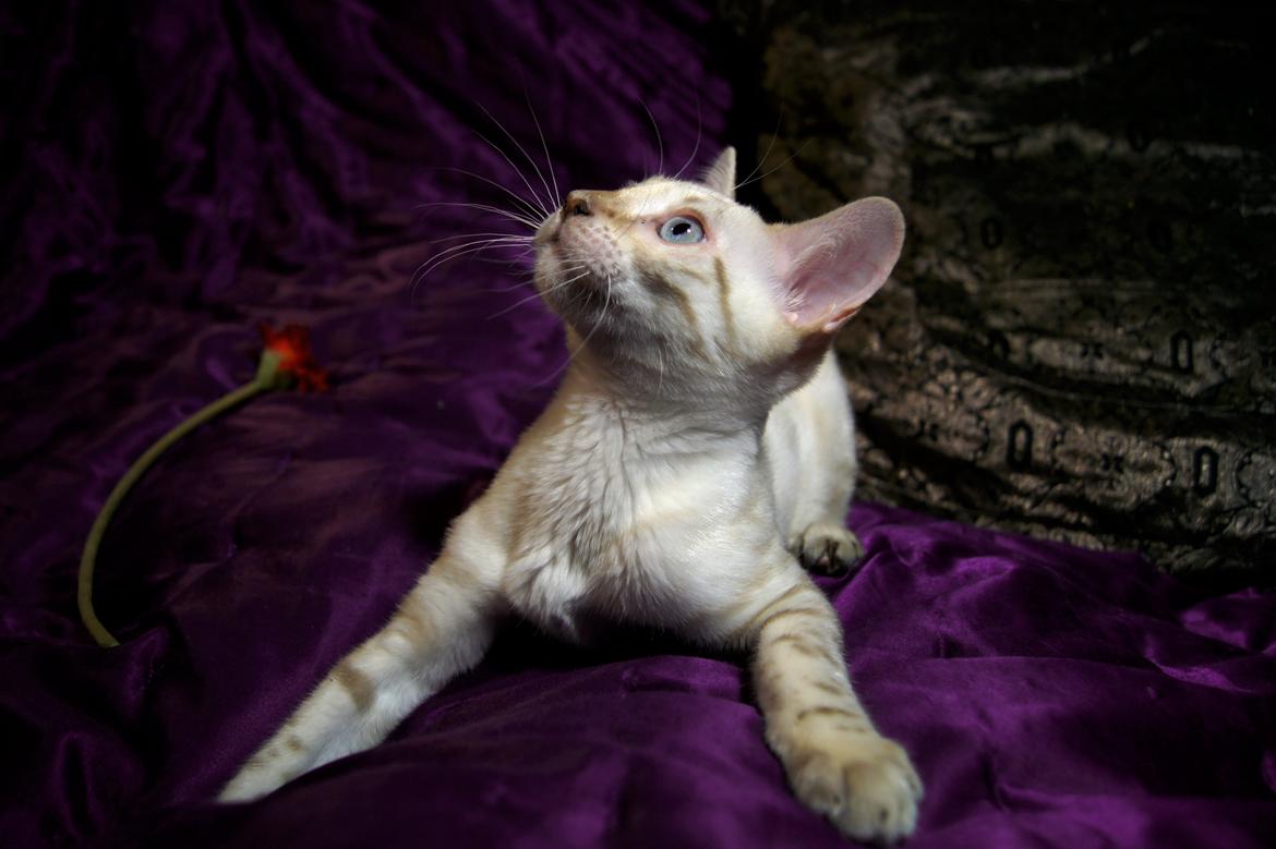 Bengal Kungsgarden Daybreak Over Kalahari billede 1