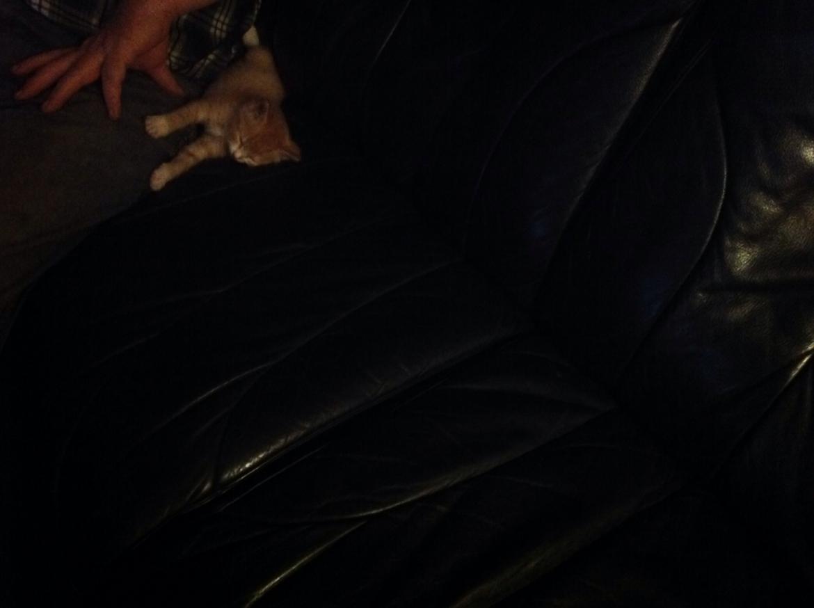 Huskat Sofus billede 24