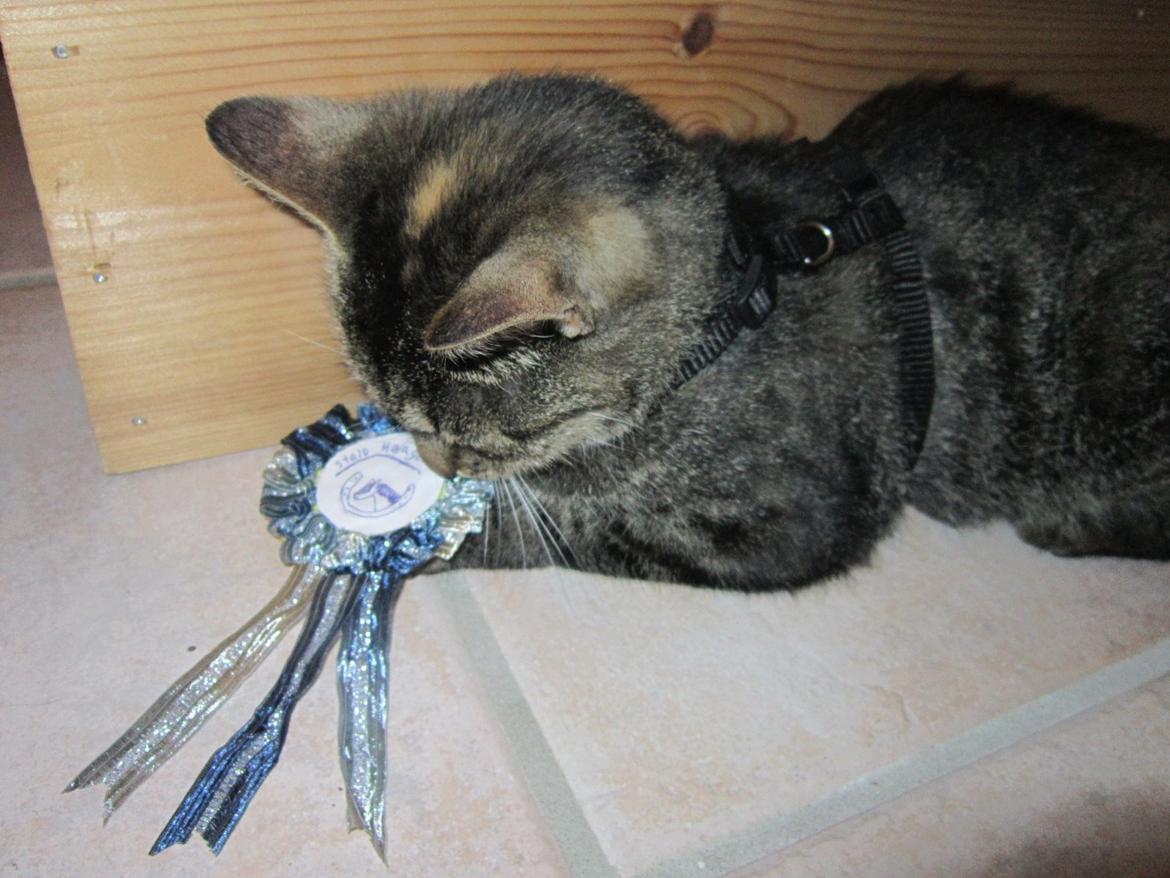 Huskat Ester billede 6