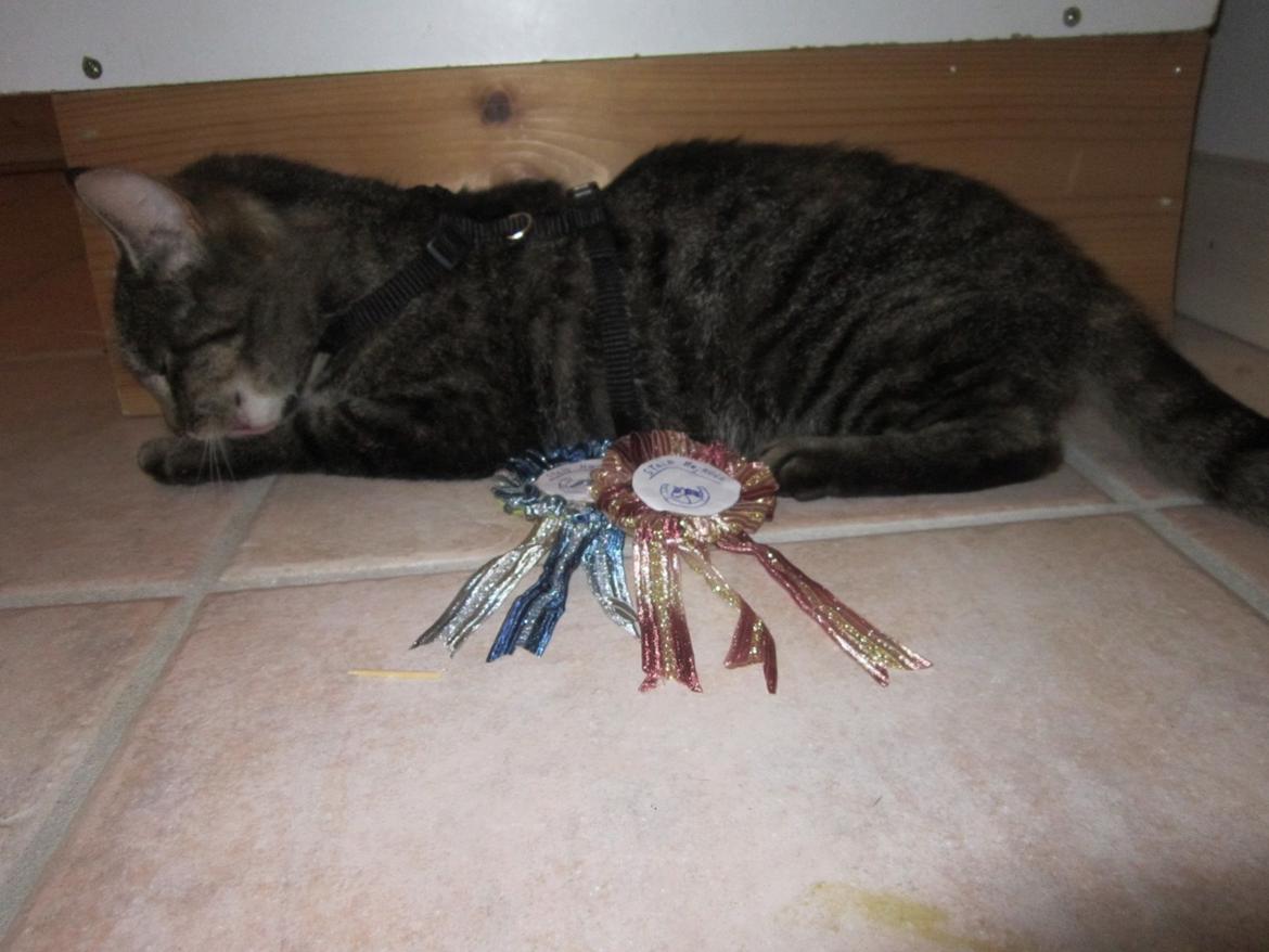 Huskat Ester billede 12