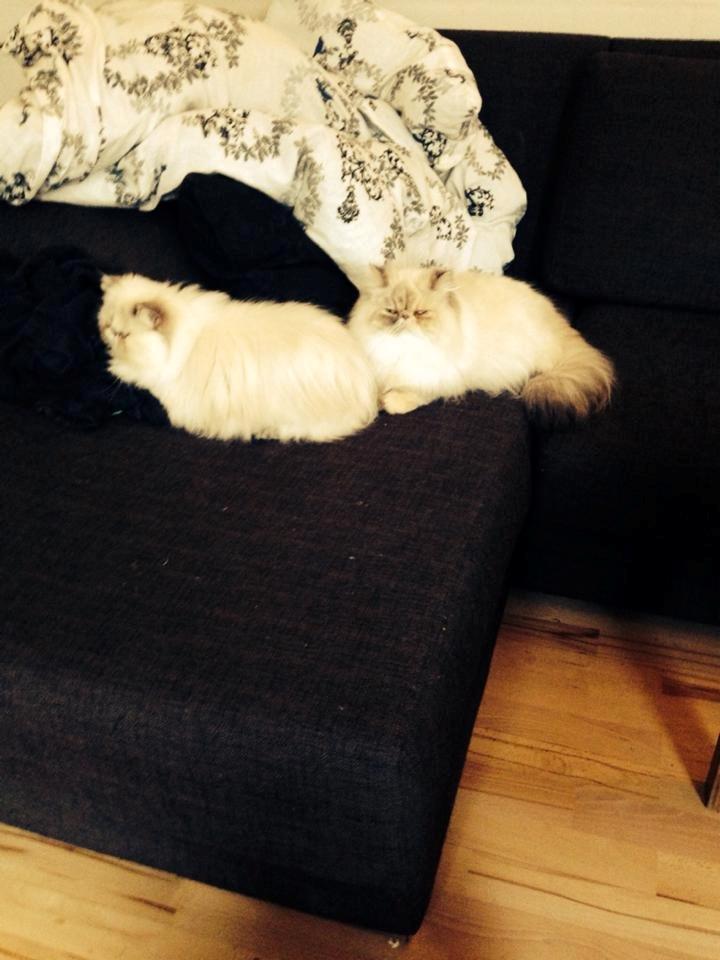 Colorpoint DK Babalou's Mille billede 3