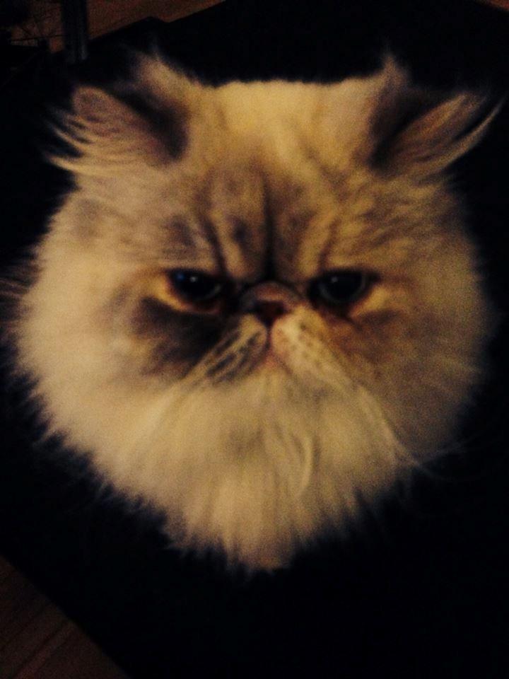 Colorpoint DK Babalou's Mille billede 2