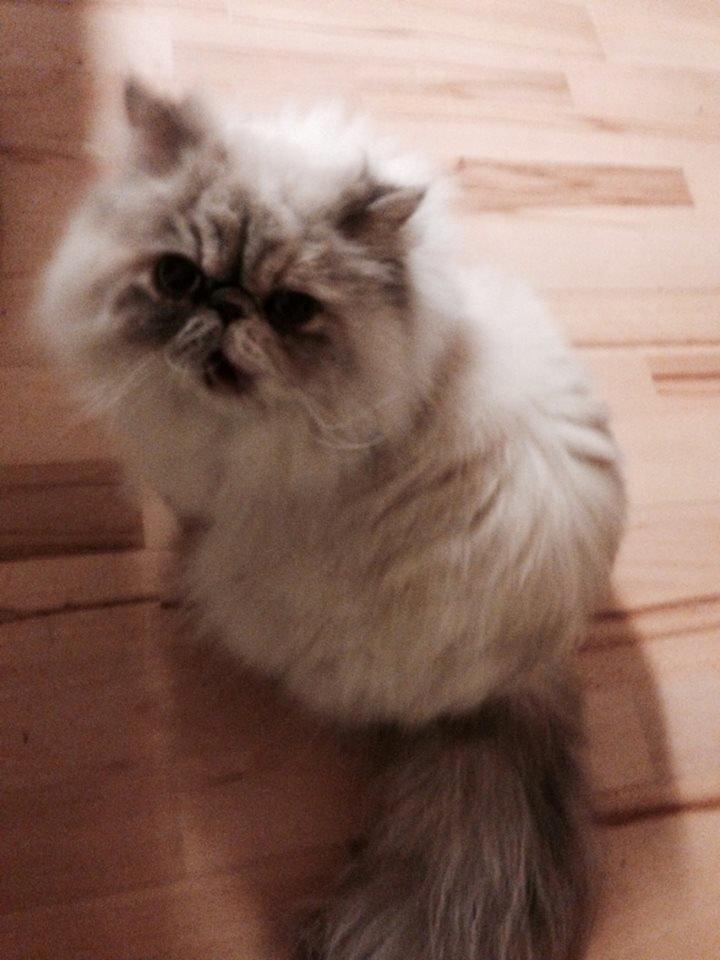 Colorpoint DK Babalou's Mille billede 4